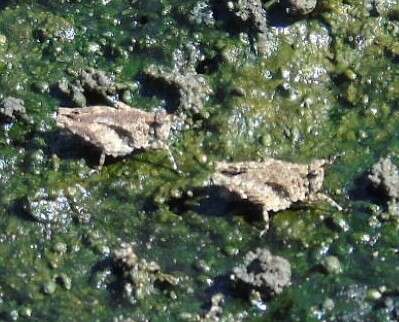 Image of Mexican Pygmy Grasshopper