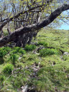 Image of Euphorbia insularis Boiss.