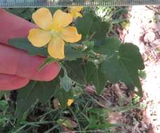 Image of Abutilon grantii A. Meeuse