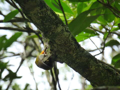 Image of Yellow-throated Woodpecker