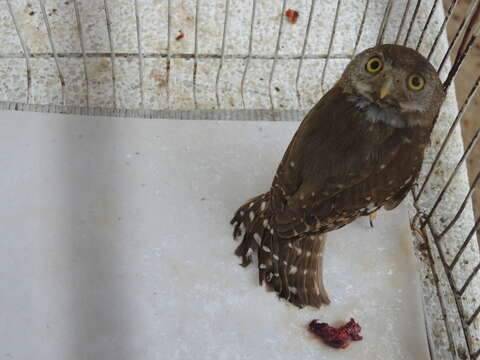 Image of Colima Pygmy Owl