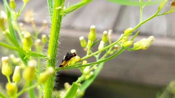 Image of Pennsylvania Ambush Bug