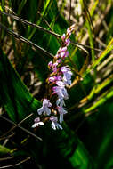 Image of Stenoglottis macloughlinii (L. Bolus) G. McDonald ex J. M. H. Shaw