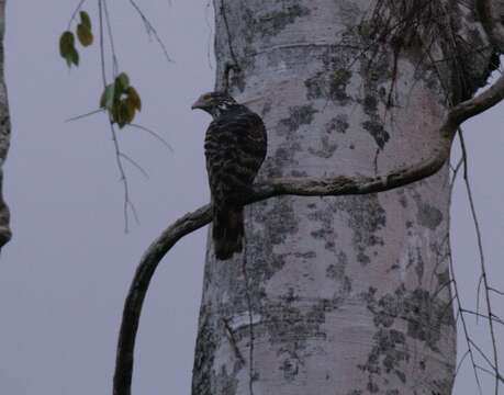 Image of Henicopernis Gray & GR 1859