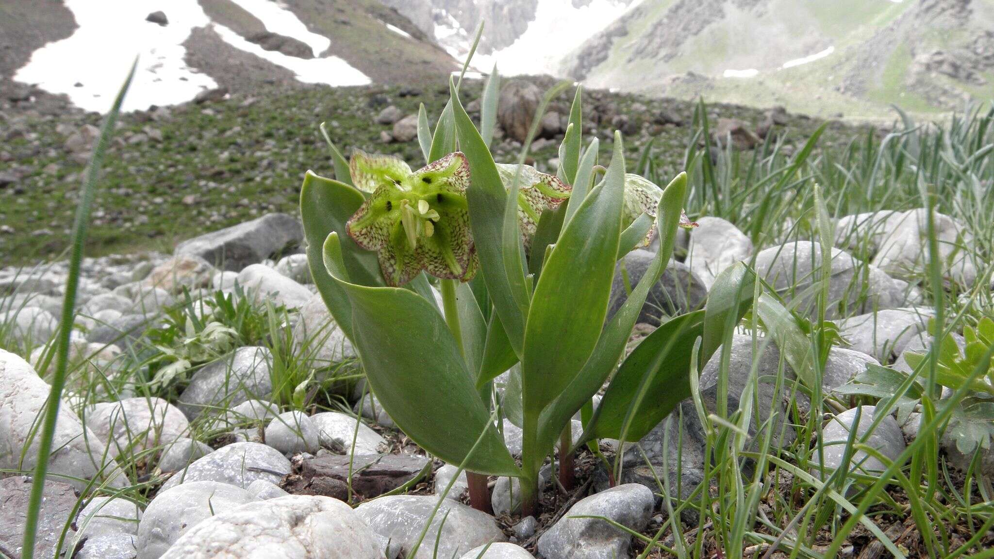 Image of Fritillaria hakkarensis