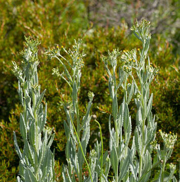 Image of Erechtites gunnii Hook. fil.