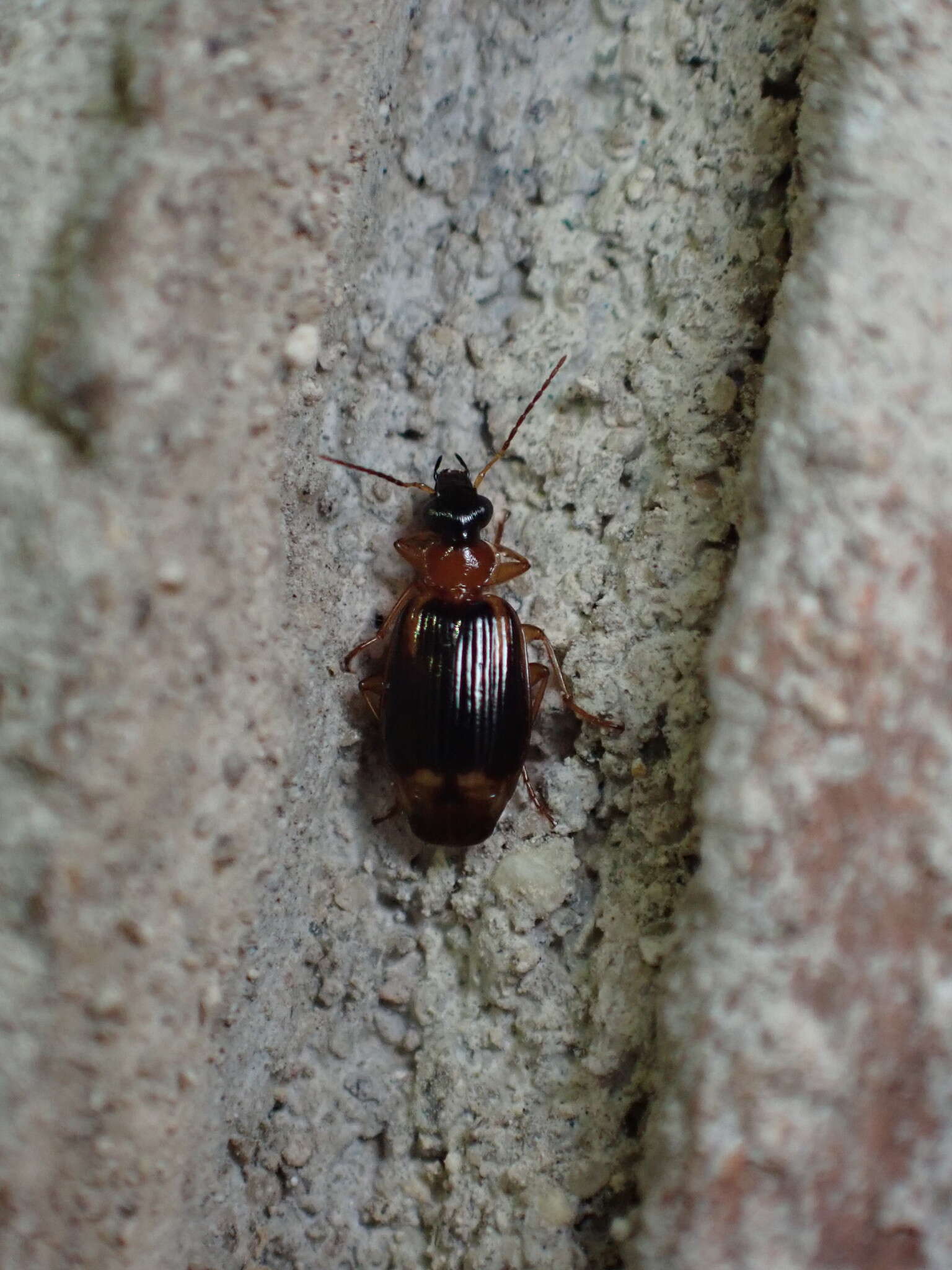 Image of Lebia (Lebia) analis Dejean 1825