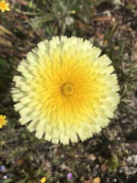 Image of California desertdandelion