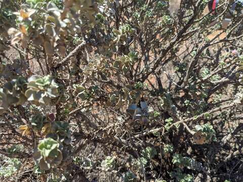 Image de Eremophila rotundifolia F. Muell.