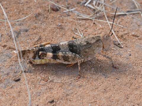 Image of Say's Grasshopper