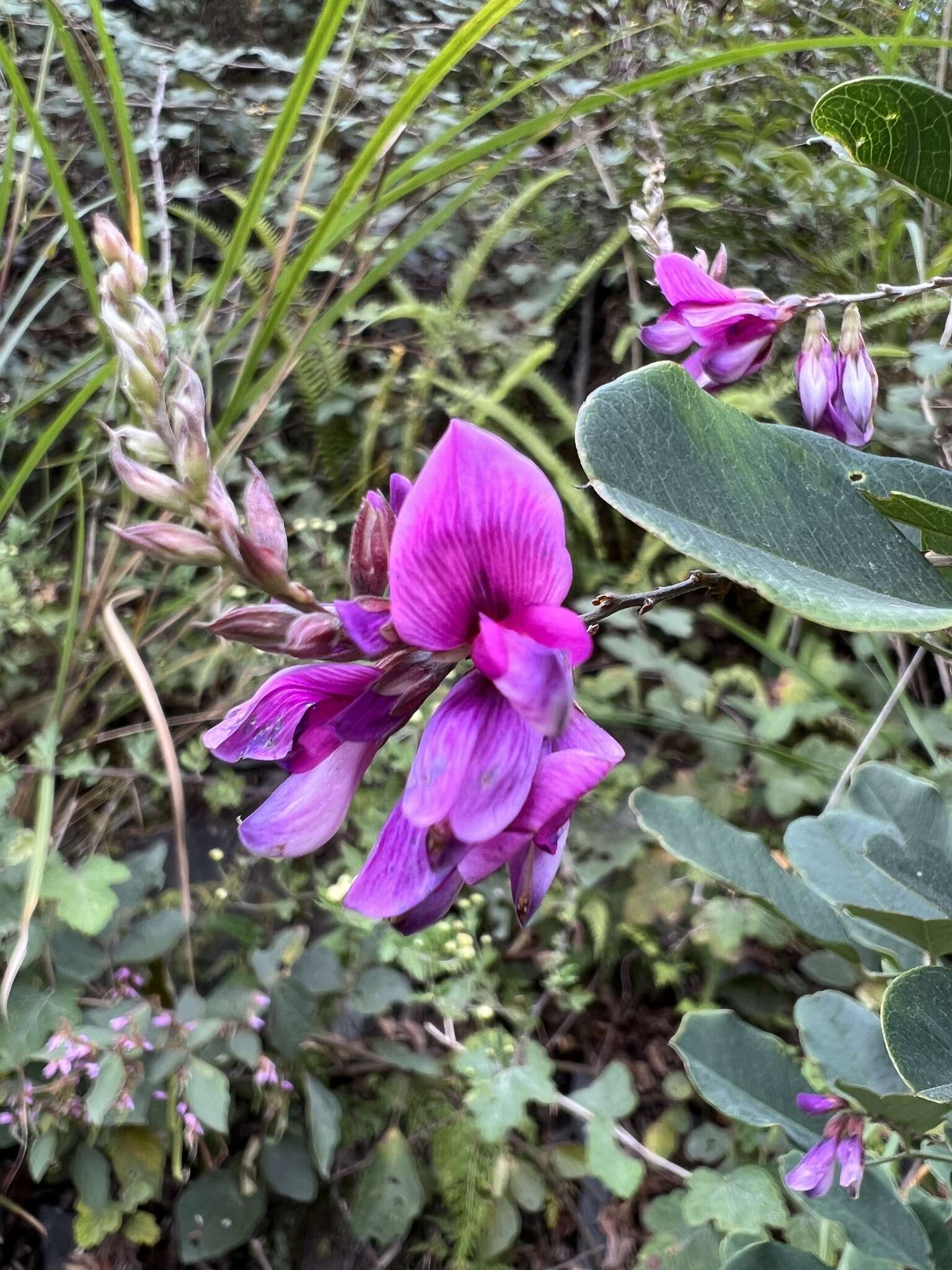 Sivun Lespedeza thunbergii (DC.) Nakai kuva