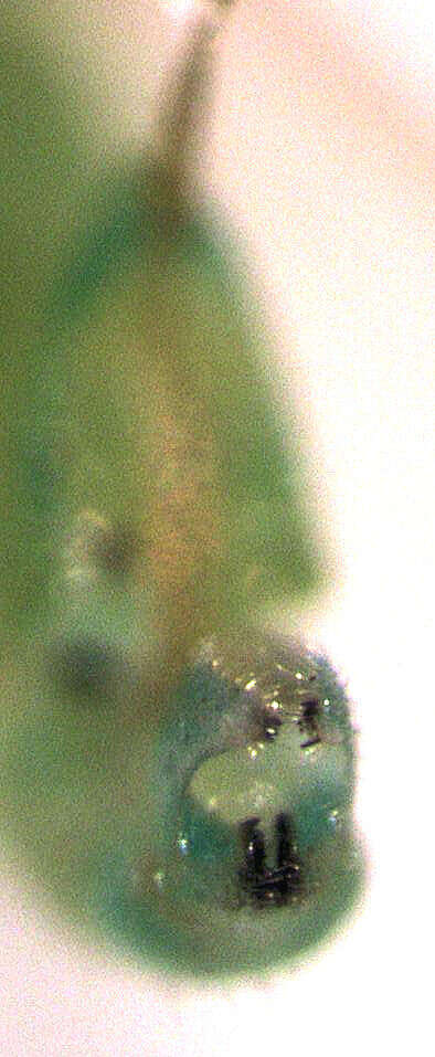 Image of Jumping plant lice