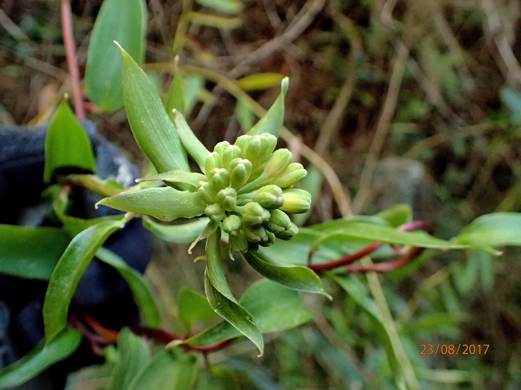 Image of Bomarea multiflora (L. fil.) Mirb.