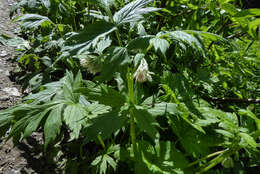 Image of Fendler's Waterleaf