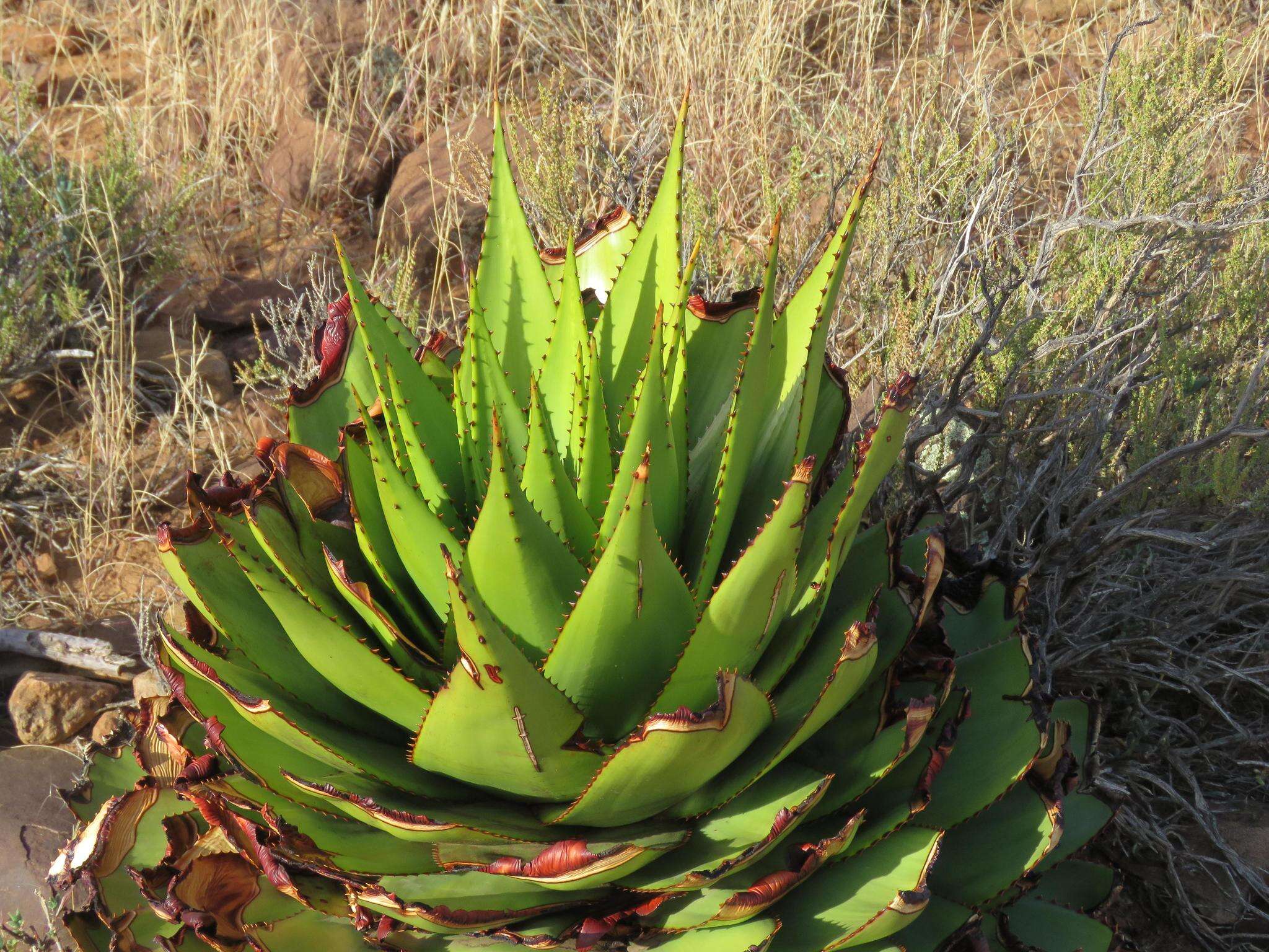 Aloe broomii var. broomii resmi