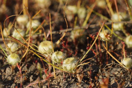 Image of Myriocephalus rhizocephalus (DC.) Benth.