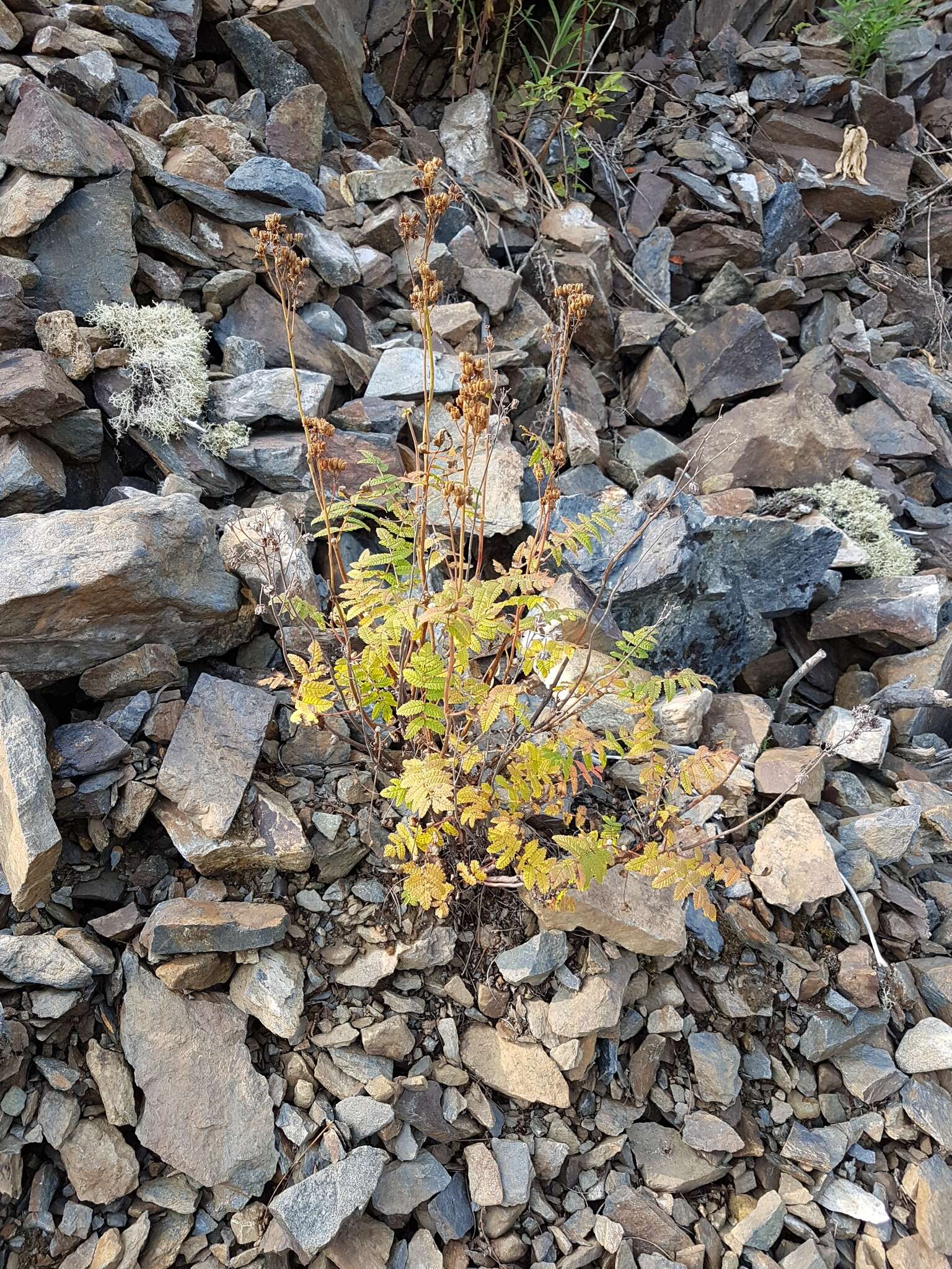 Sorbaria pallasii (G. Don) Pojark.的圖片