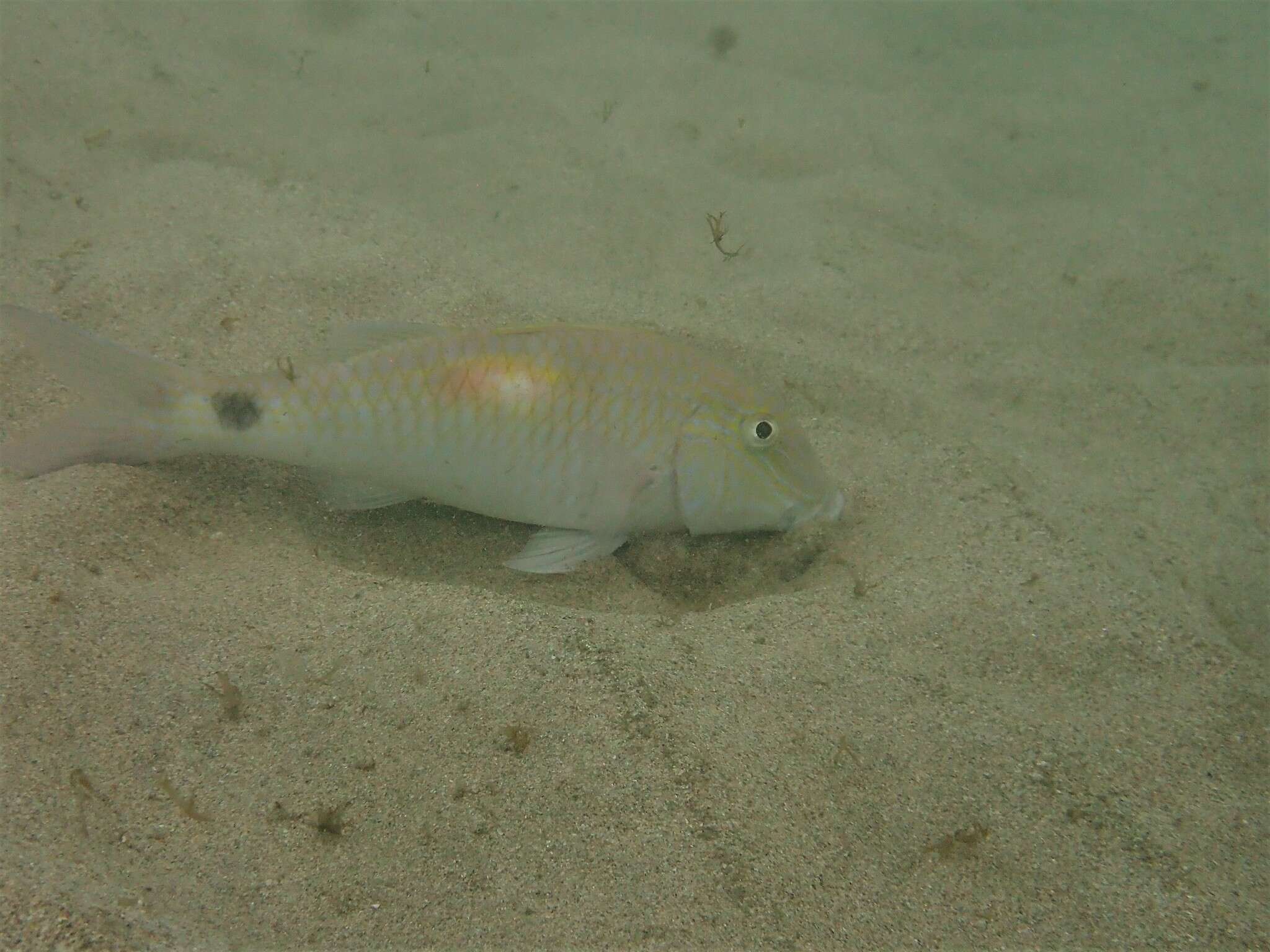 Image of Goatfish