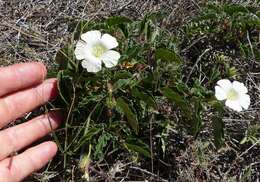 Image of Monsonia emarginata L'Her.