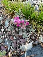 Plancia ëd Oxytropis stenophylla Bunge