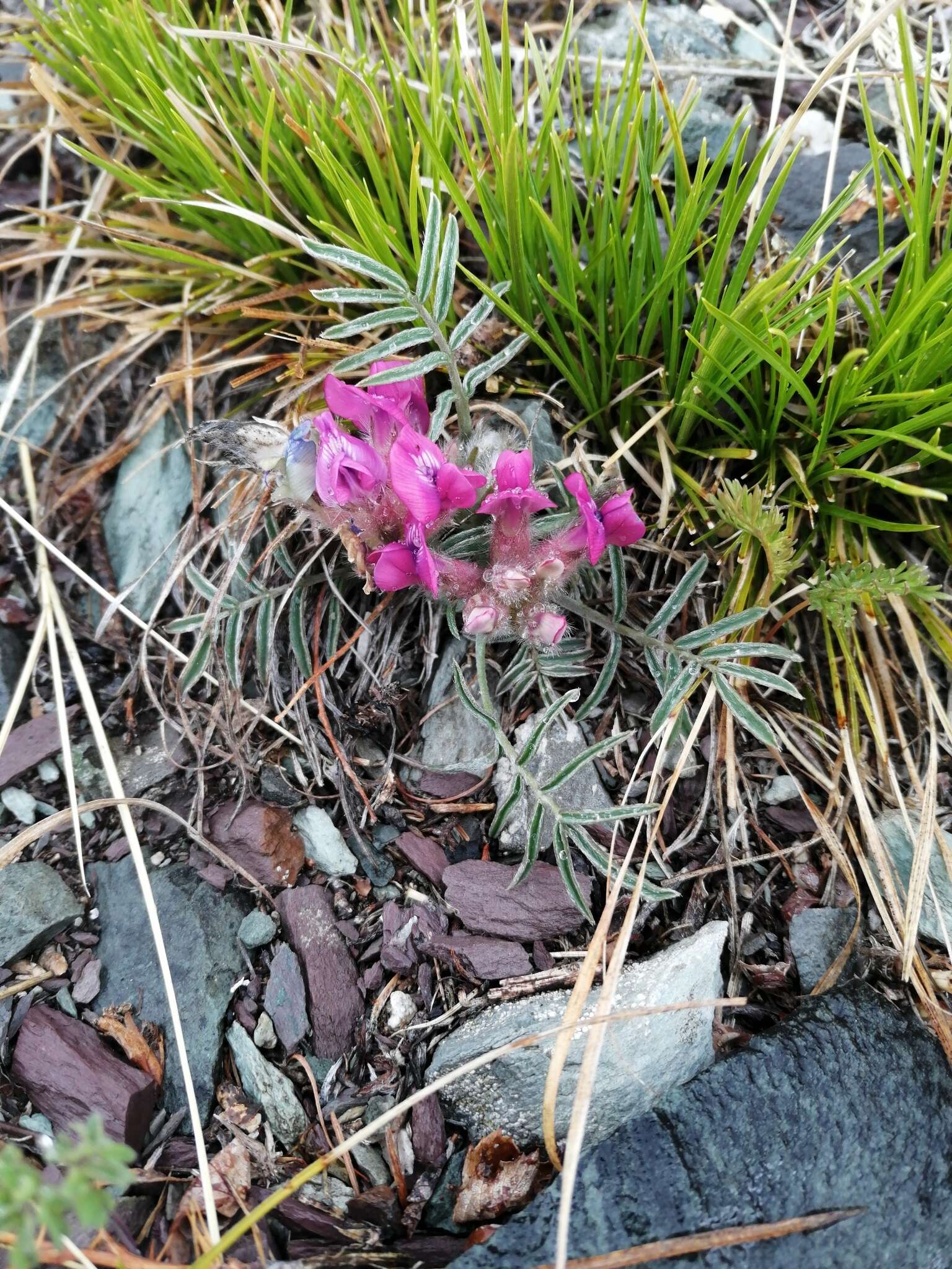 Image of Oxytropis stenophylla Bunge