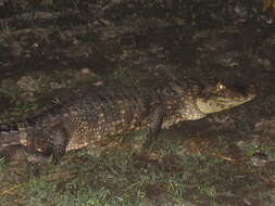 صورة Caiman crocodilus chiapasius (Bocourt 1876)