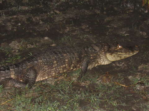 Image of Common caiman