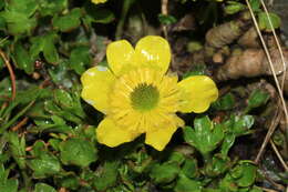 Image de Ranunculus pachyrrhizus Hook. fil.