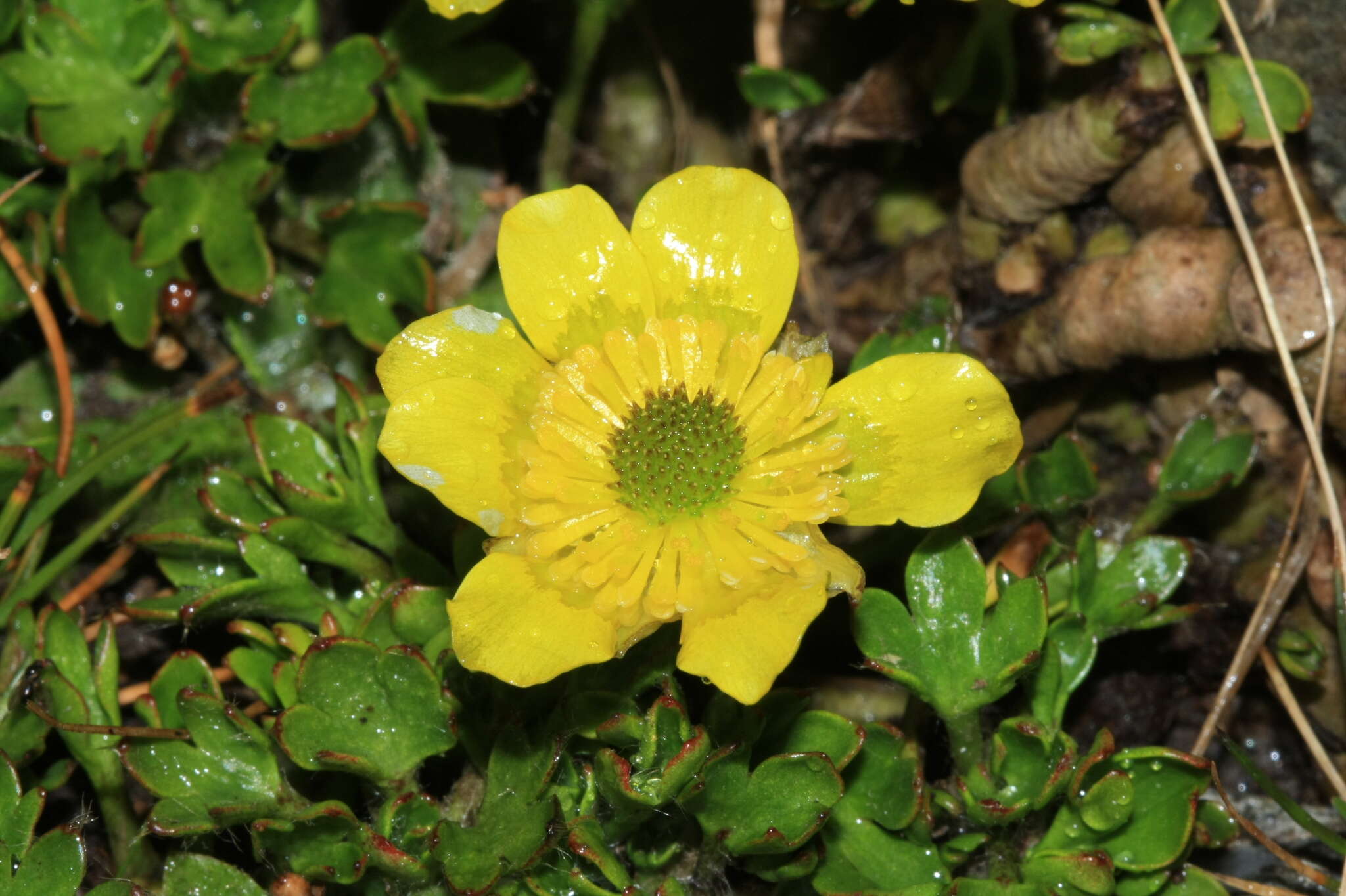 Image of Ranunculus pachyrrhizus Hook. fil.