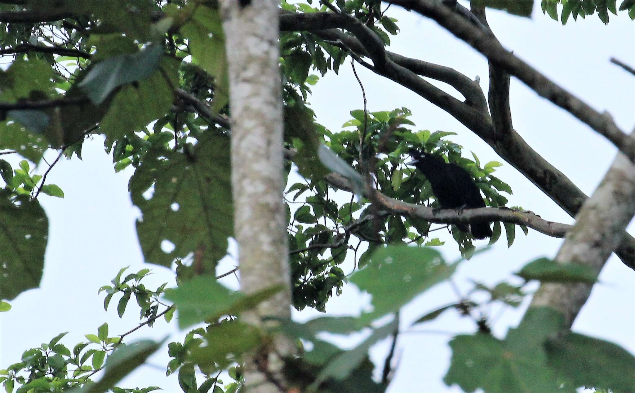 Image of umbrellabird