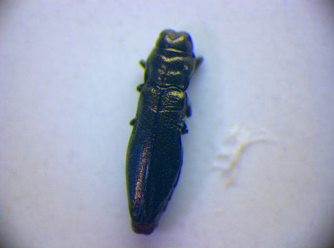 Image of <i>Aphanisticus emarginatus</i> (Olivier 1790)