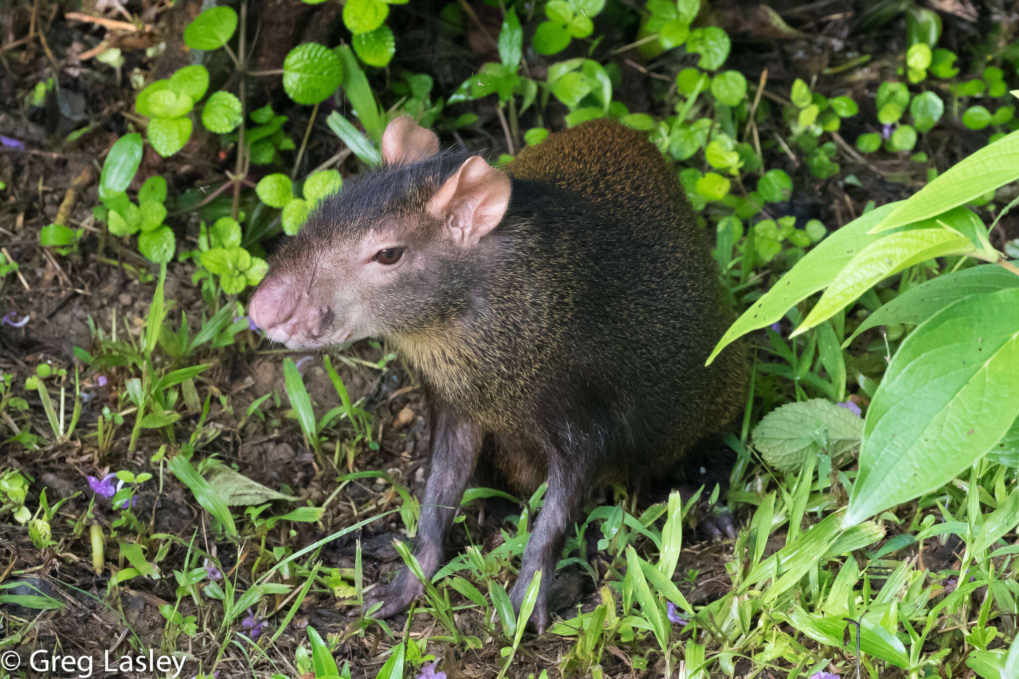 Image of Brazilian Agouti