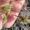 Image of pineforest prairie clover