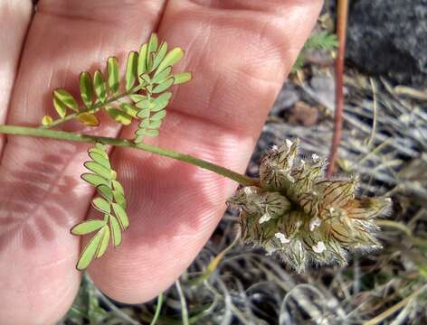 Dalea urceolata Greene resmi