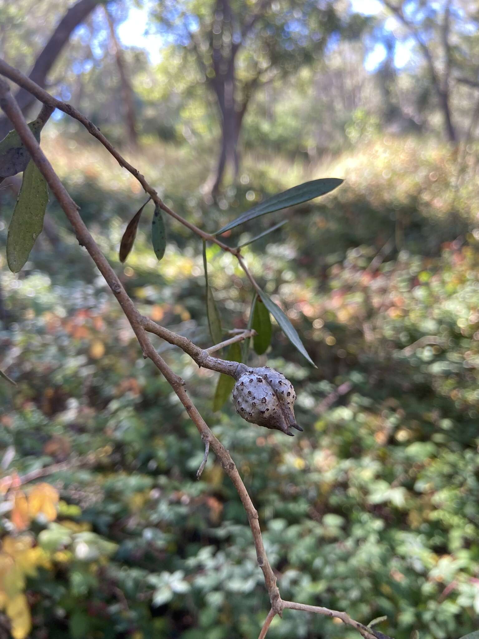 Image of Hakea oleifolia (Sm.) R. Br.