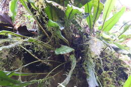 Elaphoglossum luzonicum Copel. resmi