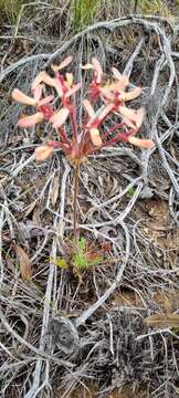 Image of Pelargonium rapaceum (L.) L'Her. ex Jacq.