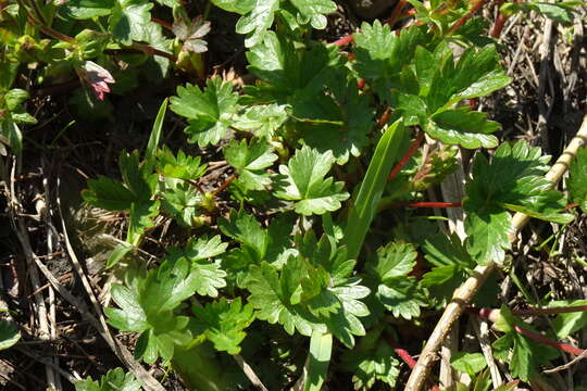 Слика од Potentilla crantzii subsp. gelida (C. A. Mey.) J. Soják