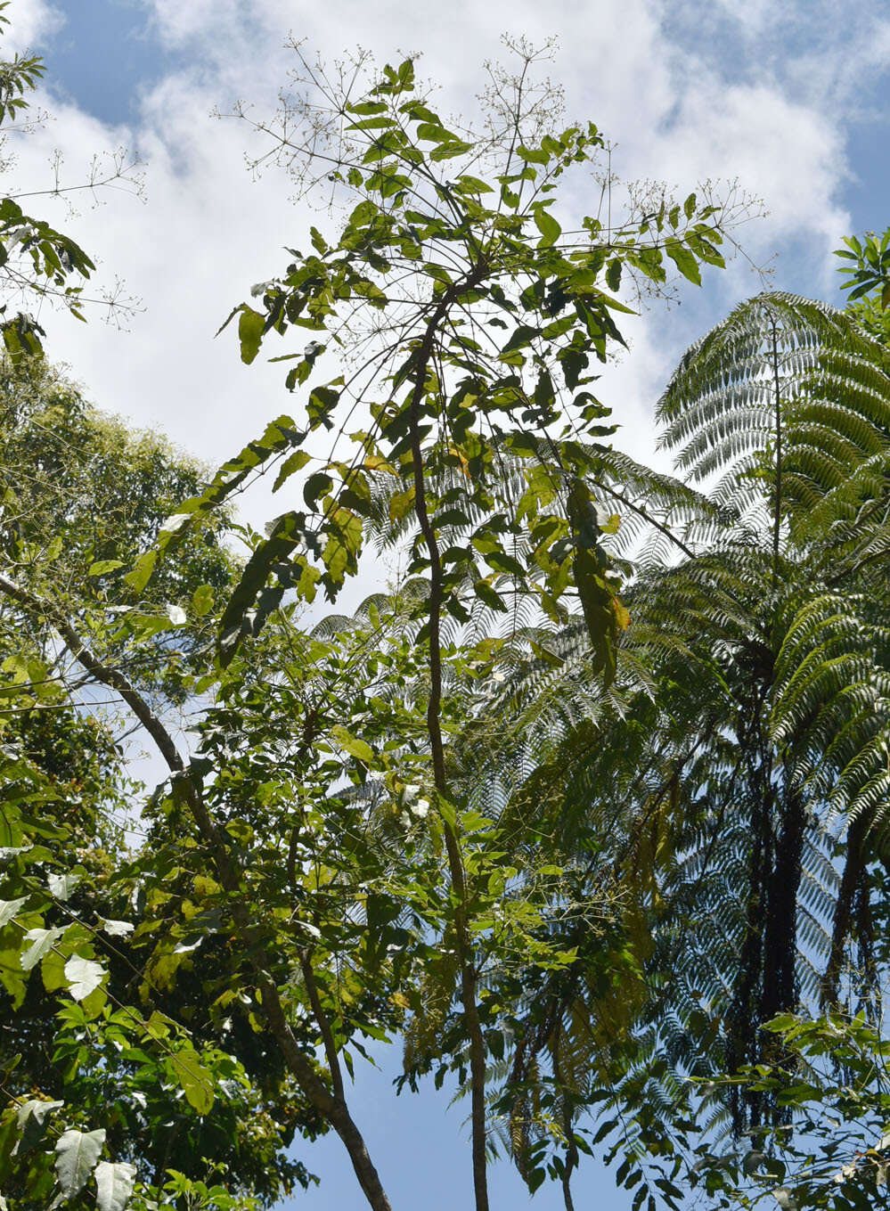 Image de Polyscias australiana (F. Muell.) Philipson