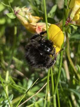 Plancia ëd Bombus wurflenii Radoszkowski 1860