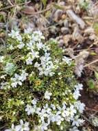 Image of Arenaria erinacea Boiss.