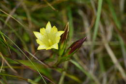 Image of Gentiana itzershanensis T. S. Liu & C. C. Kuo