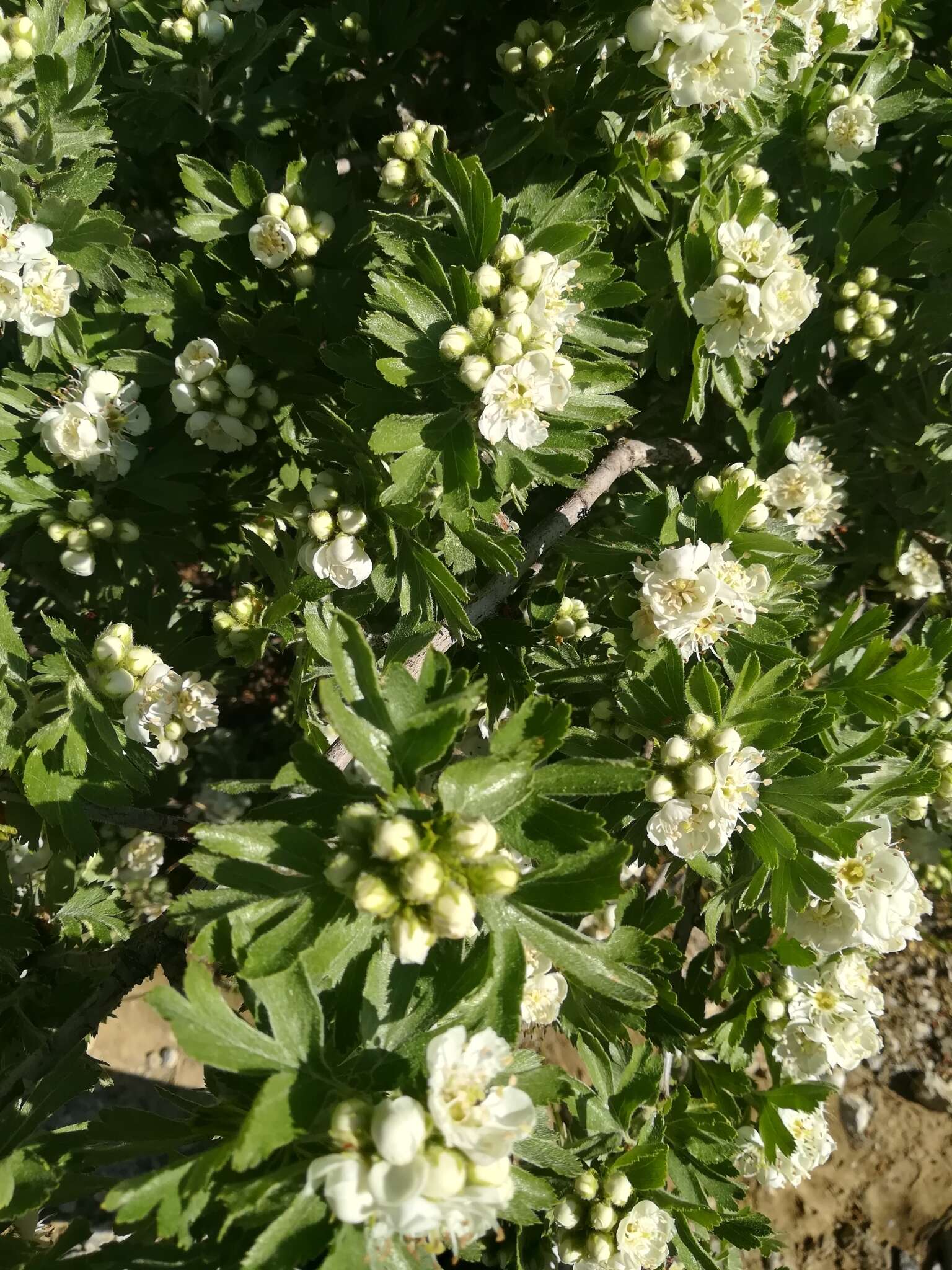 Image of Crataegus orientalis Pall. ex Bieb.