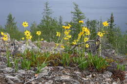 Image de Arnica angustifolia subsp. iljinii (Maguire) I. K. Ferguson