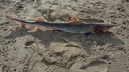 Image of Common Smoothhound