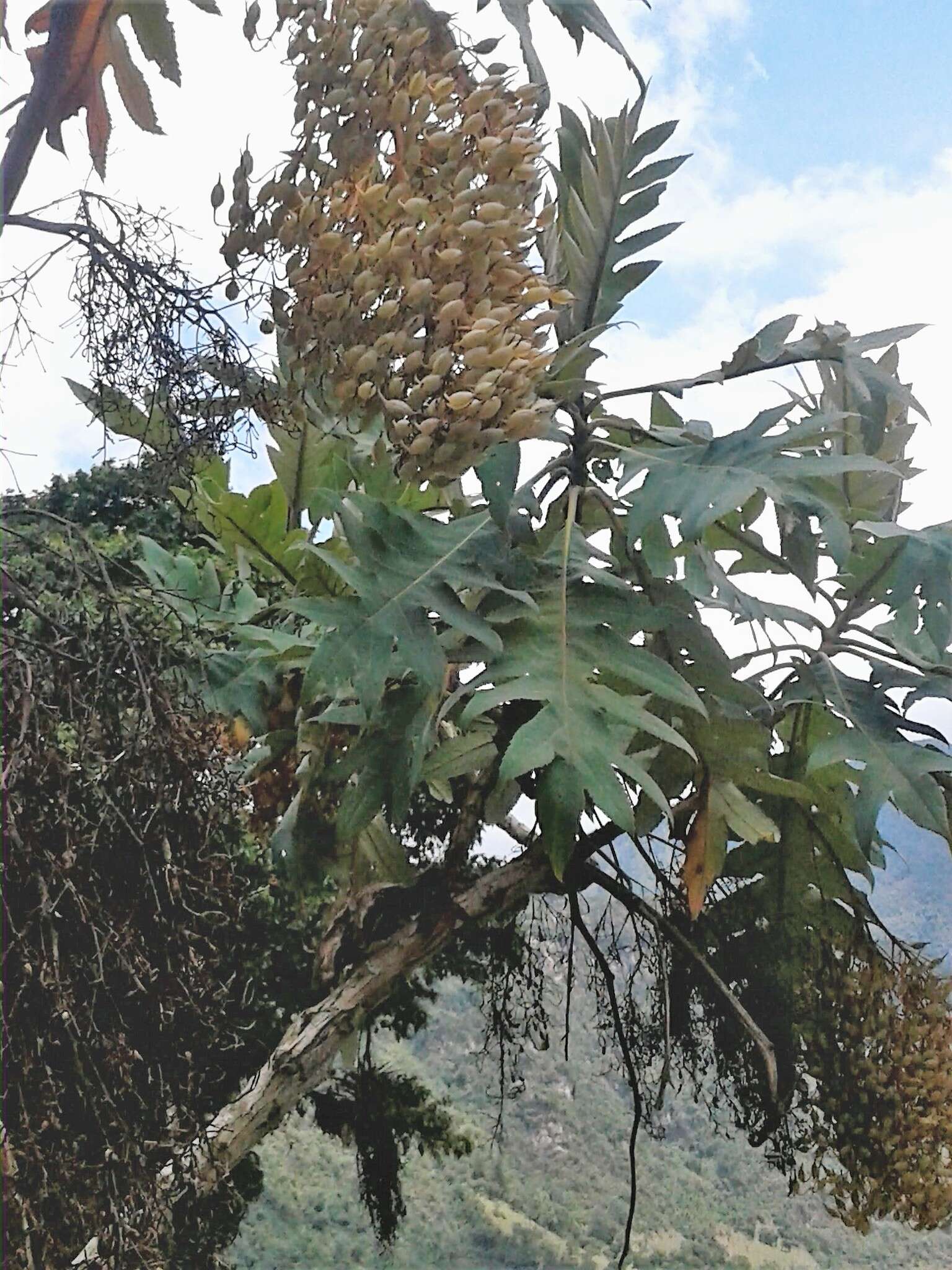 Image of parrotweed