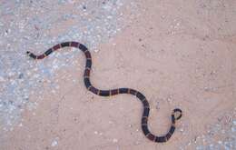 Image of Eastern Coral Snake