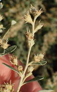 صورة Tarchonanthus camphoratus L.