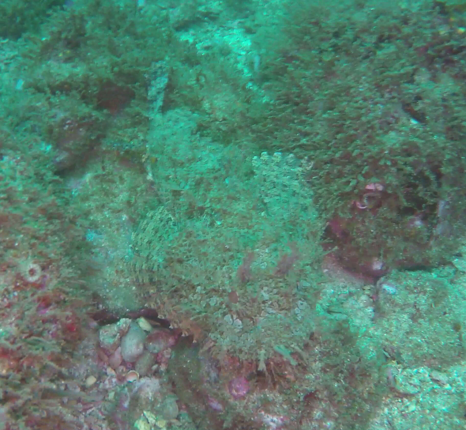 Image of Pacific Spotted Scorpionfish