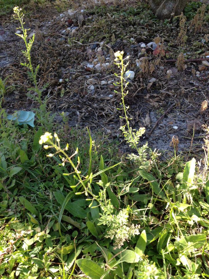 Image of western tansymustard